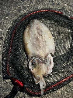 モンゴウイカの釣果