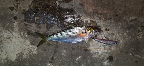 コノシロの釣果
