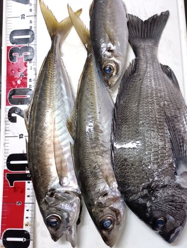 マアジの釣果