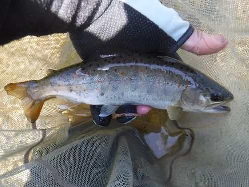 アマゴの釣果