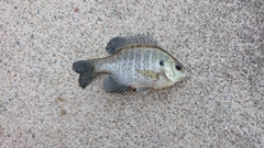 ブルーギルの釣果