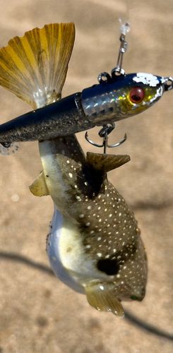 フグの釣果