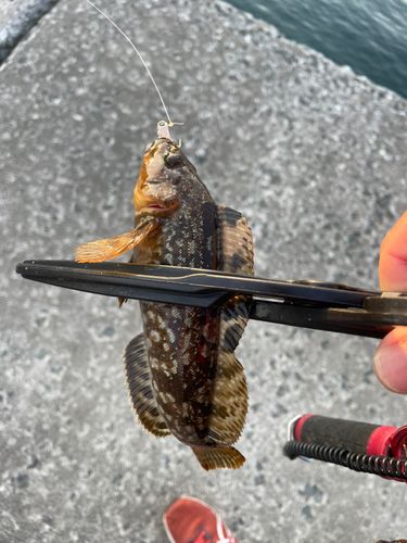 アイナメの釣果