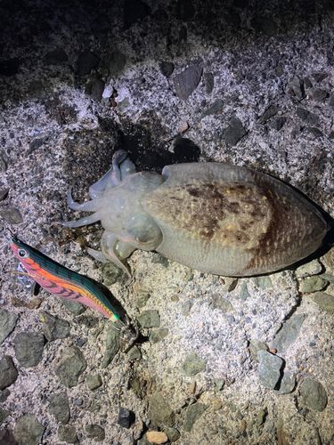 コウイカの釣果