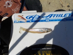 キスの釣果