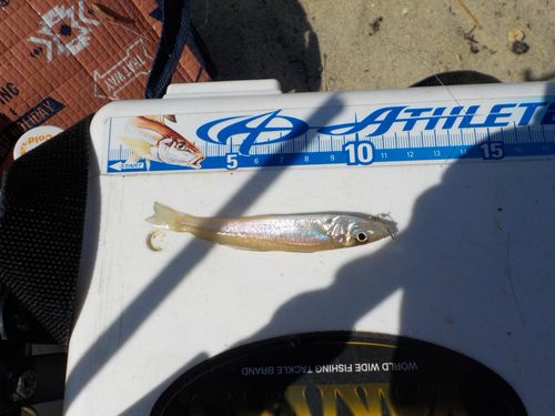 キスの釣果