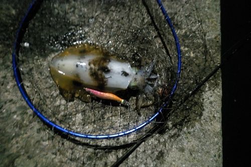 アオリイカの釣果
