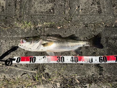 スズキの釣果