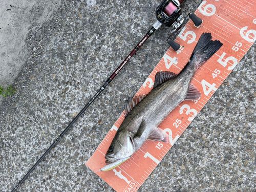 フッコ（マルスズキ）の釣果