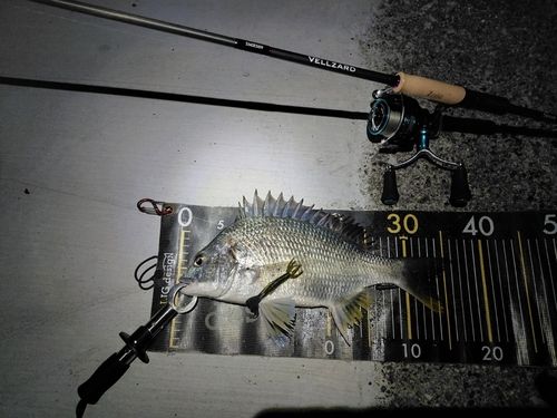 キビレの釣果