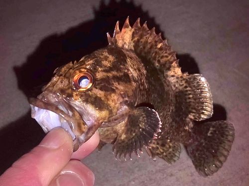ムラソイの釣果