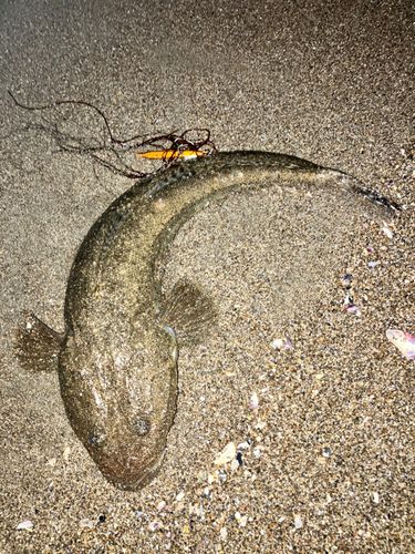マゴチの釣果