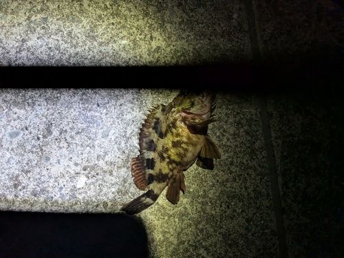 カサゴの釣果