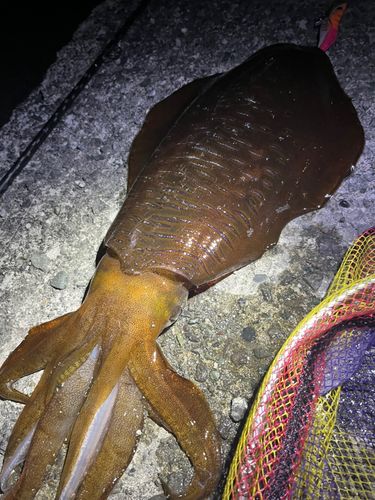 アオリイカの釣果