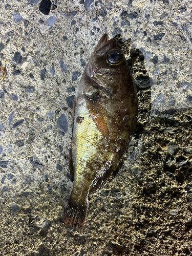 メバルの釣果