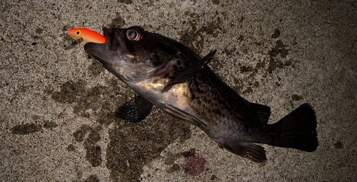 クロソイの釣果