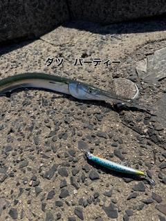 ダツの釣果