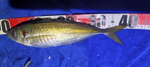 マアジの釣果