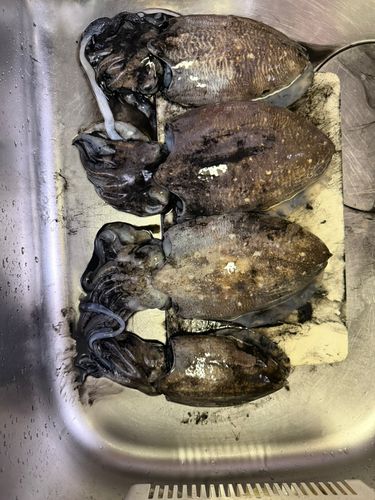 コウイカの釣果