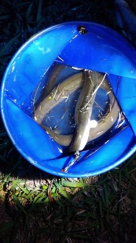 ウナギの釣果