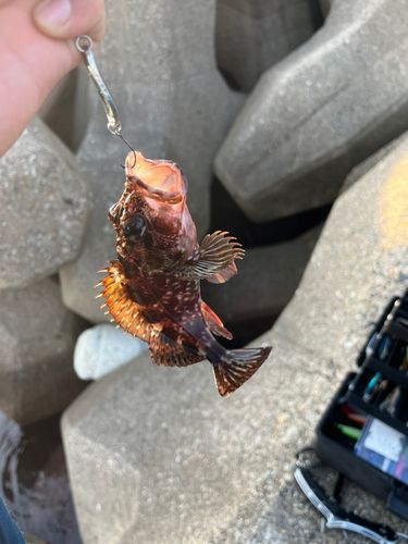 カサゴの釣果