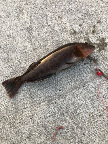 アイナメの釣果