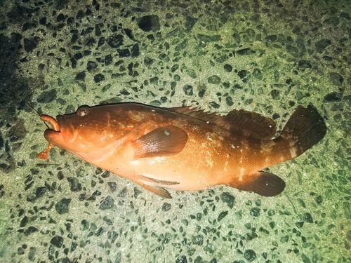 アコウの釣果