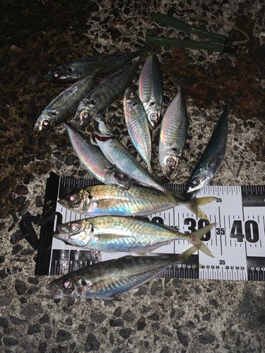 アジの釣果
