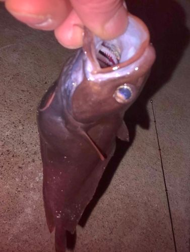 チゴダラの釣果