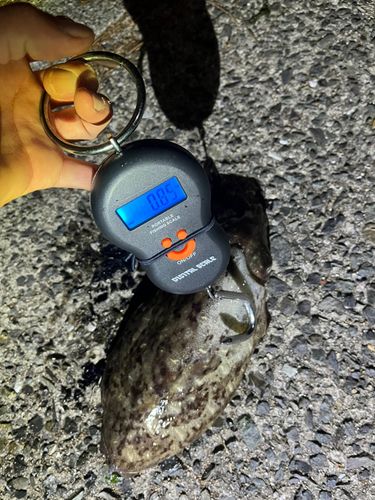 モンゴウイカの釣果