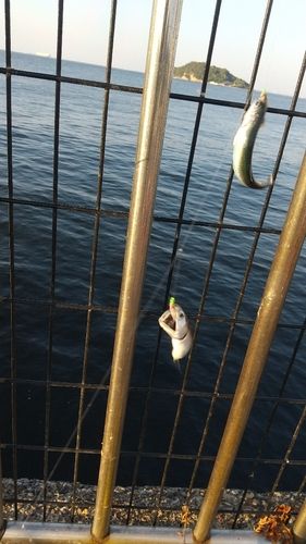 カタクチイワシの釣果