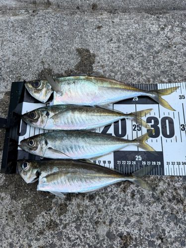 アジの釣果