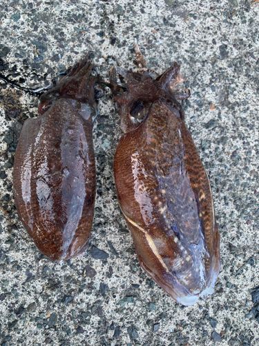 コウイカの釣果