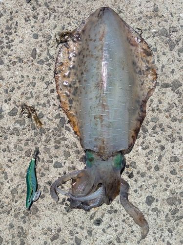 アオリイカの釣果