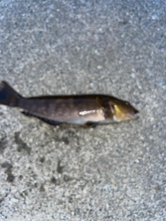 アイナメの釣果