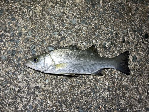 セイゴ（ヒラスズキ）の釣果