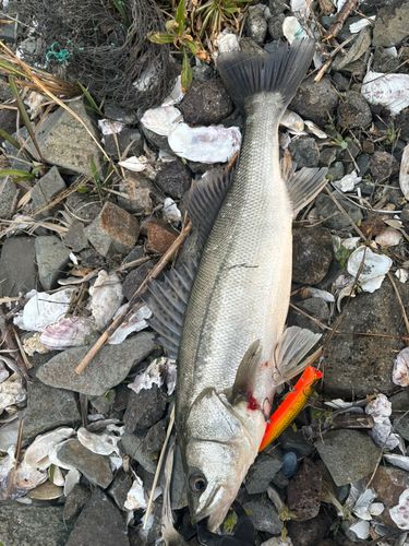 スズキの釣果
