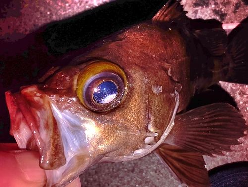 メバルの釣果