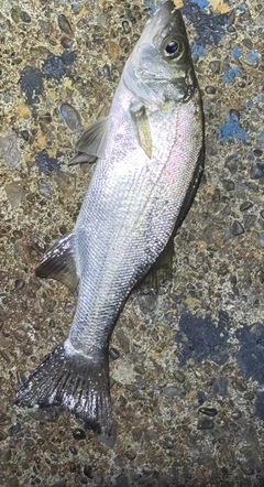 セイゴ（ヒラスズキ）の釣果