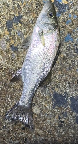 セイゴ（ヒラスズキ）の釣果