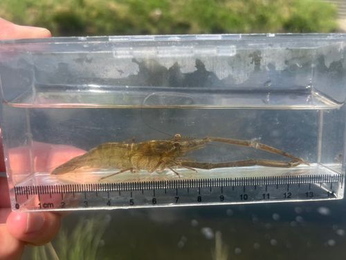 テナガエビの釣果