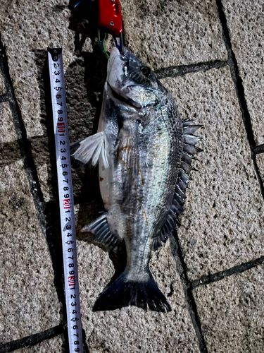 クロダイの釣果