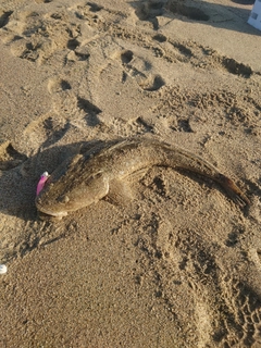 マゴチの釣果