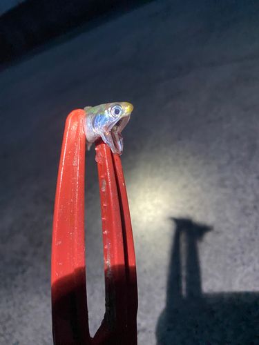釣果