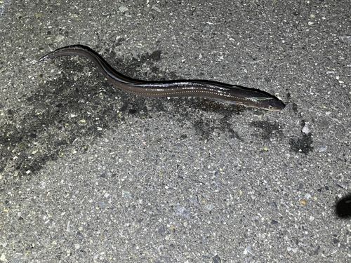 アナゴの釣果