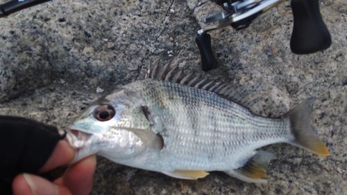 キビレの釣果