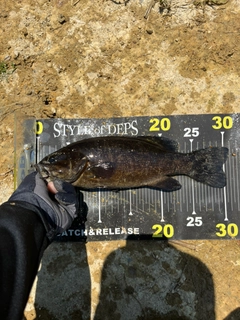 スモールマウスバスの釣果
