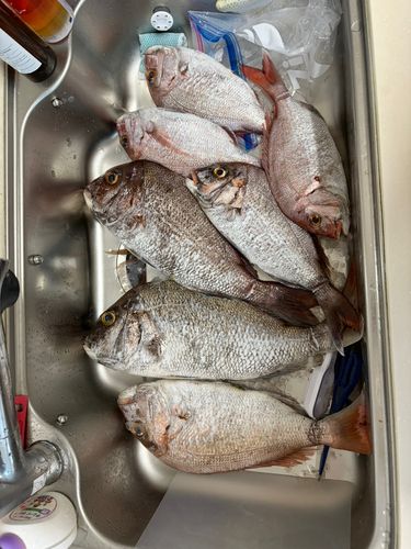 マダイの釣果