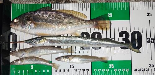 シログチの釣果