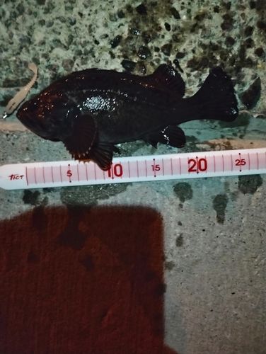 クロソイの釣果